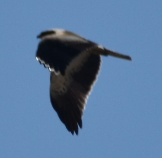 Booted Eagle - ML643222263