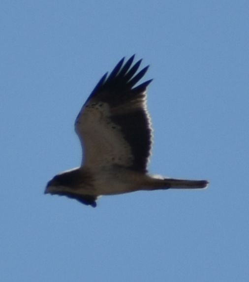 Booted Eagle - ML643222264