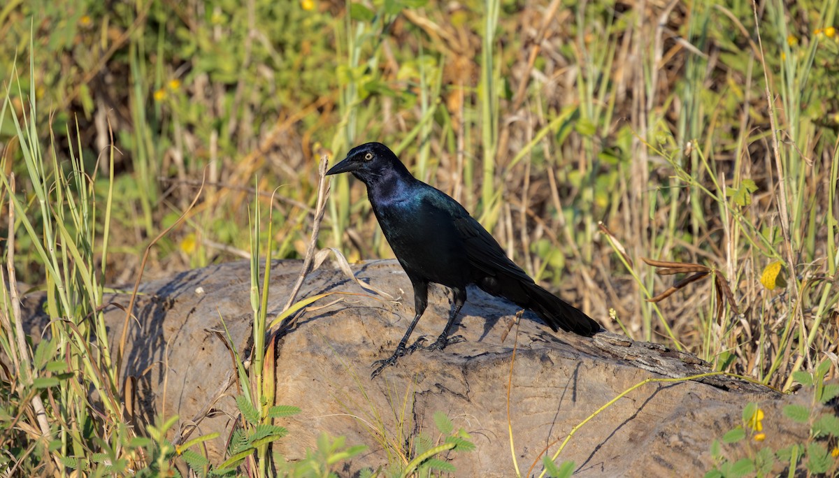 Boat-tailed Grackle - ML643222267