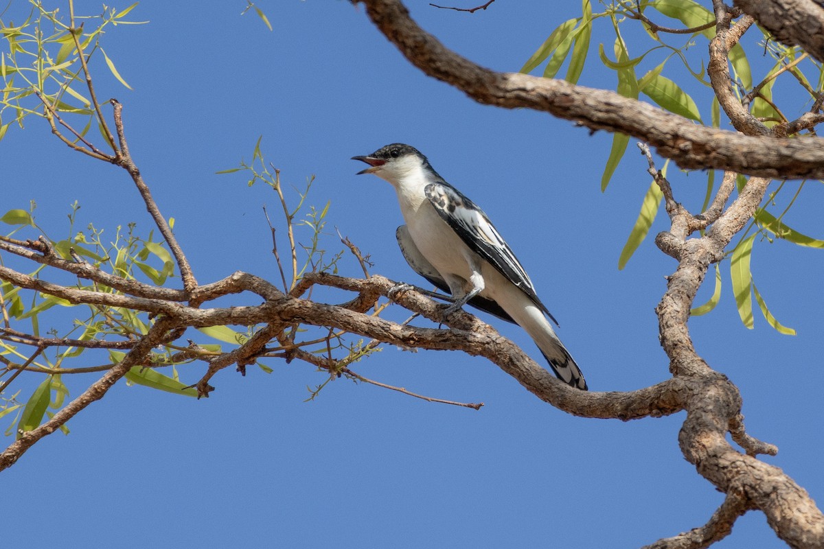 White-winged Triller - ML643222270