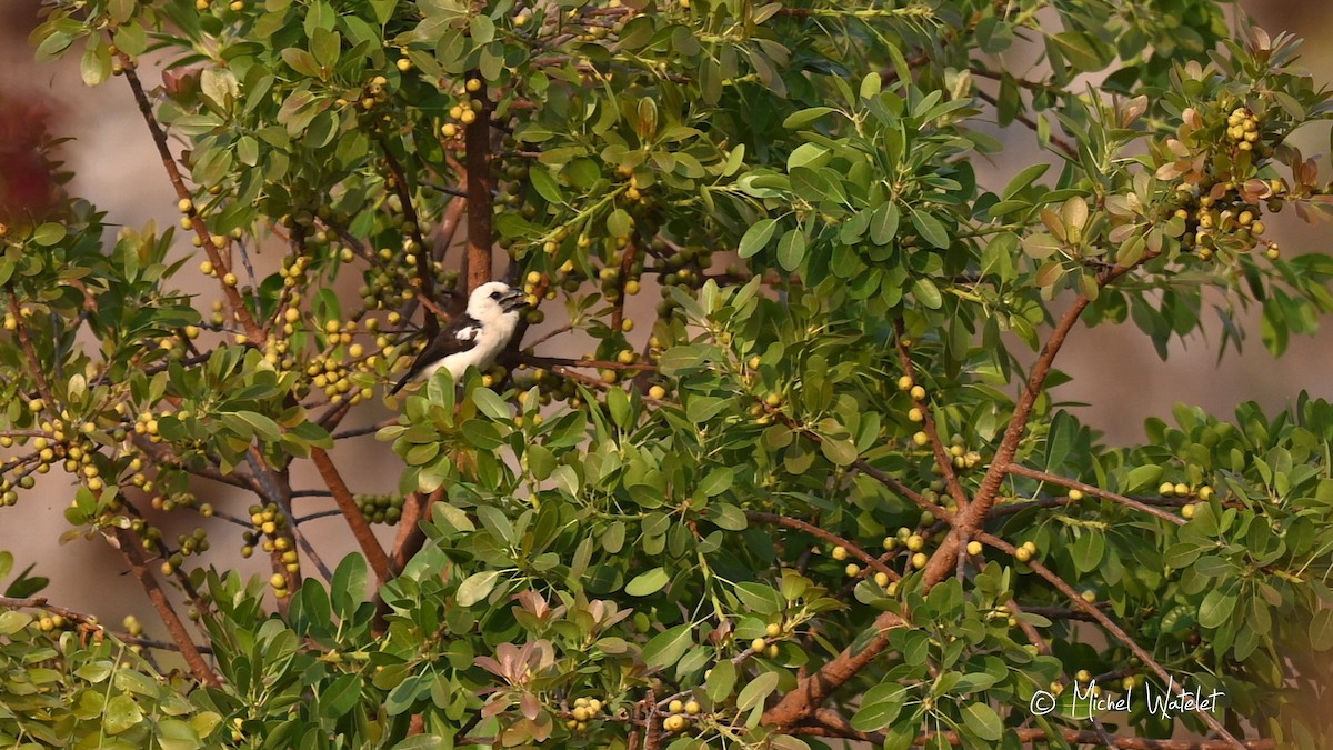 White-headed Barbet - ML643222271