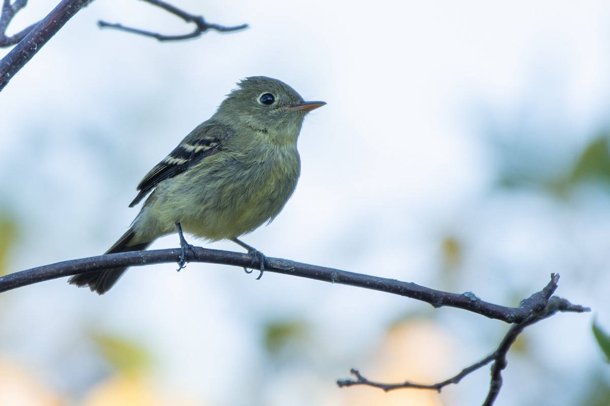 Yellow-bellied Flycatcher - ML643222272