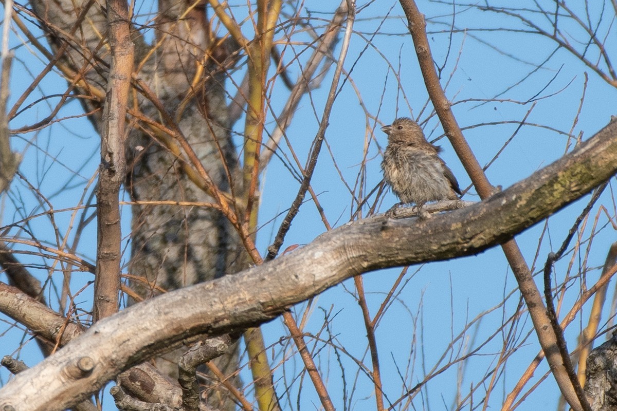 House Finch - ML643222276