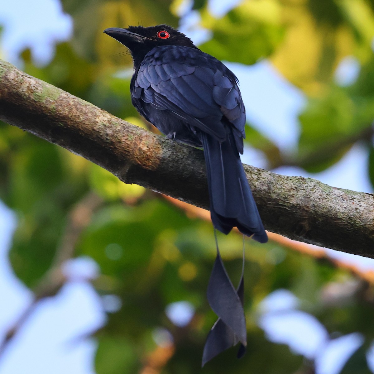 Greater Racket-tailed Drongo - ML643222278