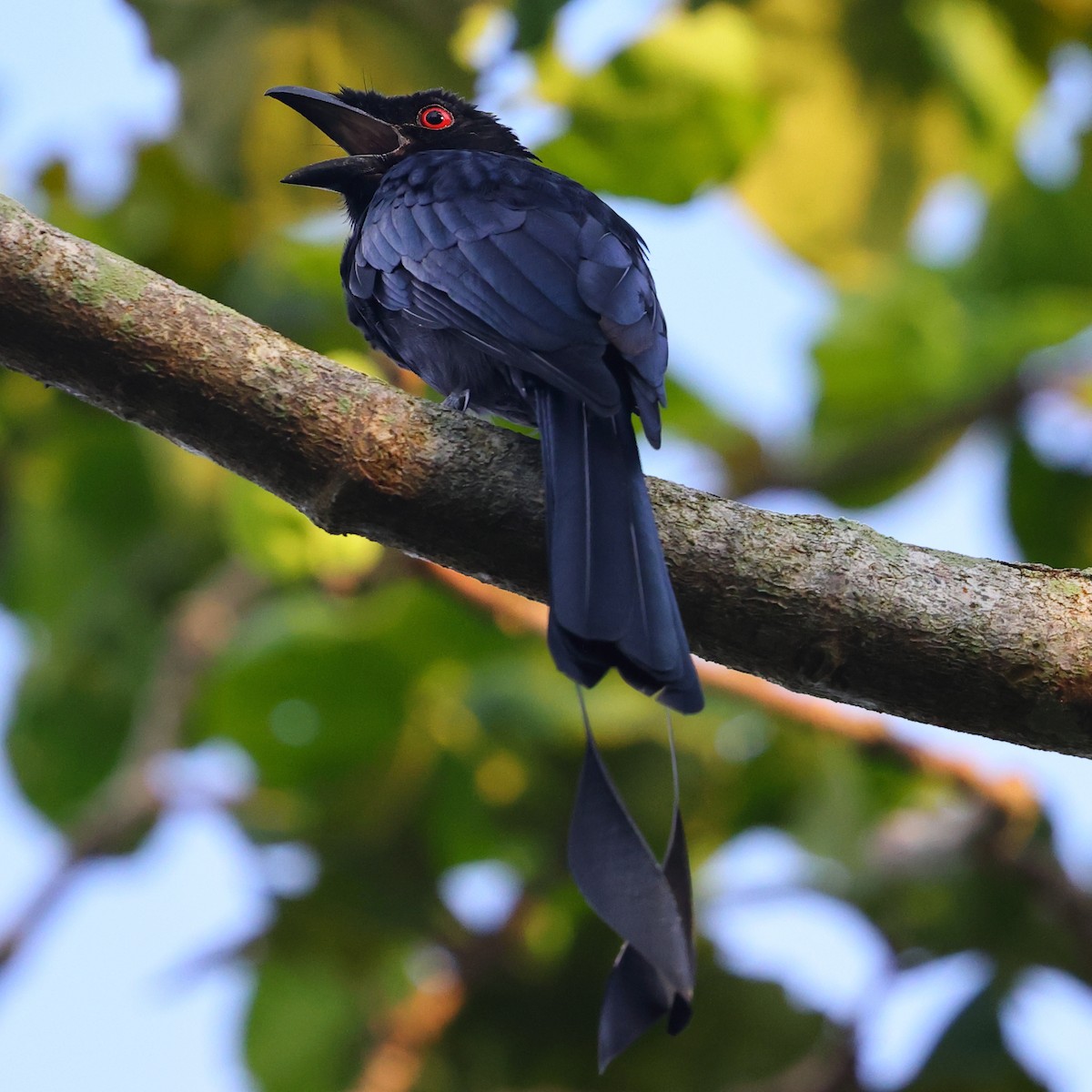 Greater Racket-tailed Drongo - ML643222279