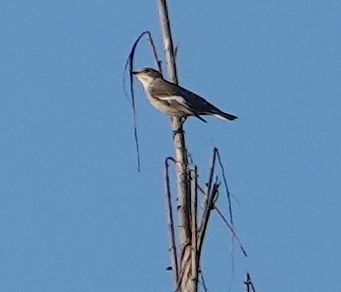 European Pied Flycatcher - ML643222285