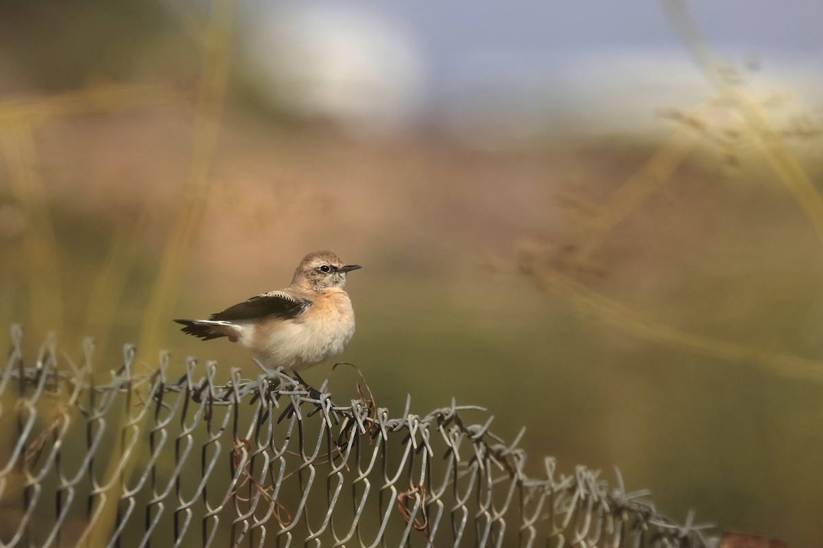 Eastern Black-eared Wheatear - ML643222287