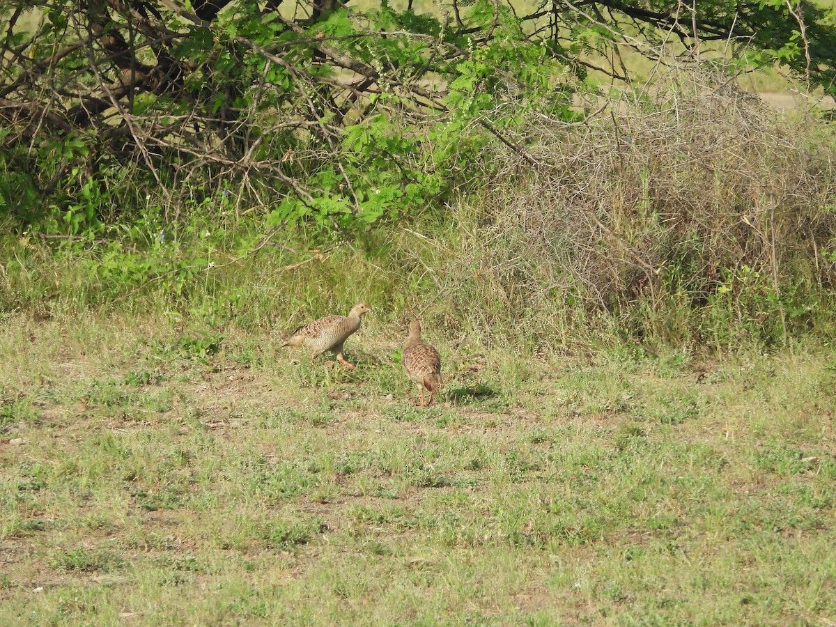 Gray Francolin - ML643222306