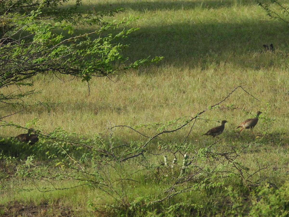 Gray Francolin - ML643222307
