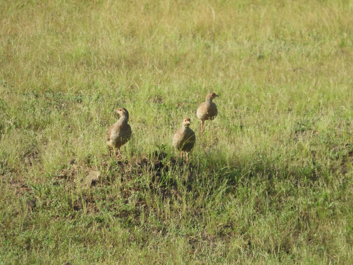 Gray Francolin - ML643222308