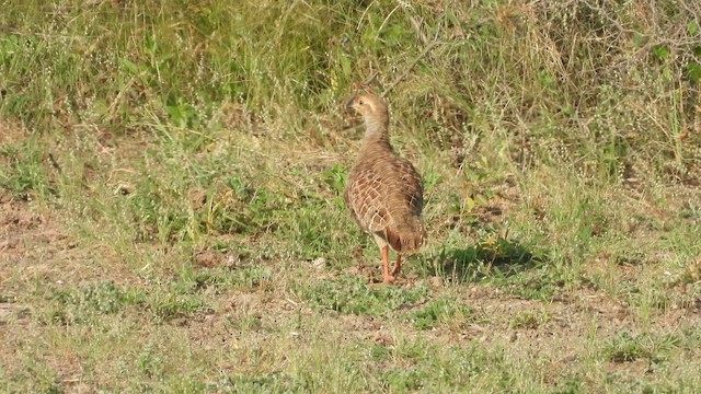 Gray Francolin - ML643222311