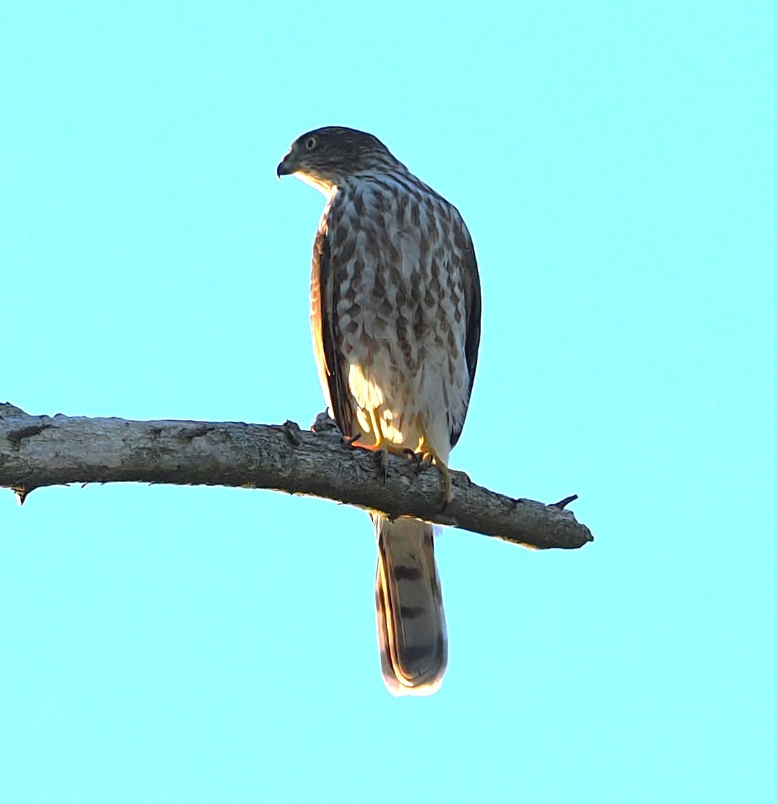 Sharp-shinned Hawk - ML643222319