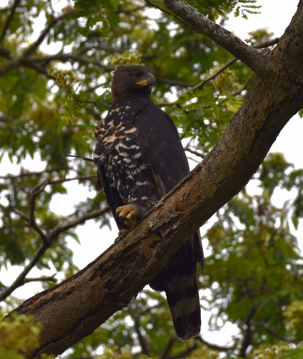 Crowned Eagle - ML643222321