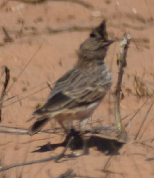 Thekla's Lark - ML643222322
