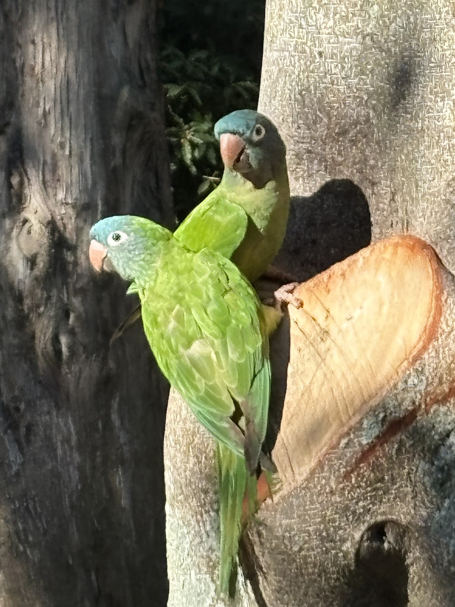 Blue-crowned Parakeet - ML643222324