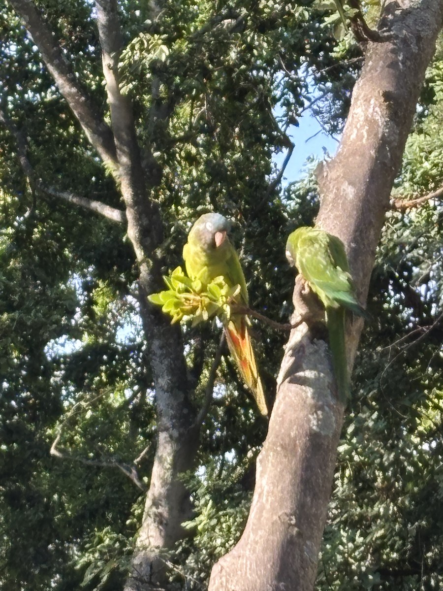 Blue-crowned Parakeet - ML643222325