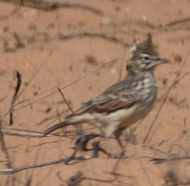 Thekla's Lark - ML643222326