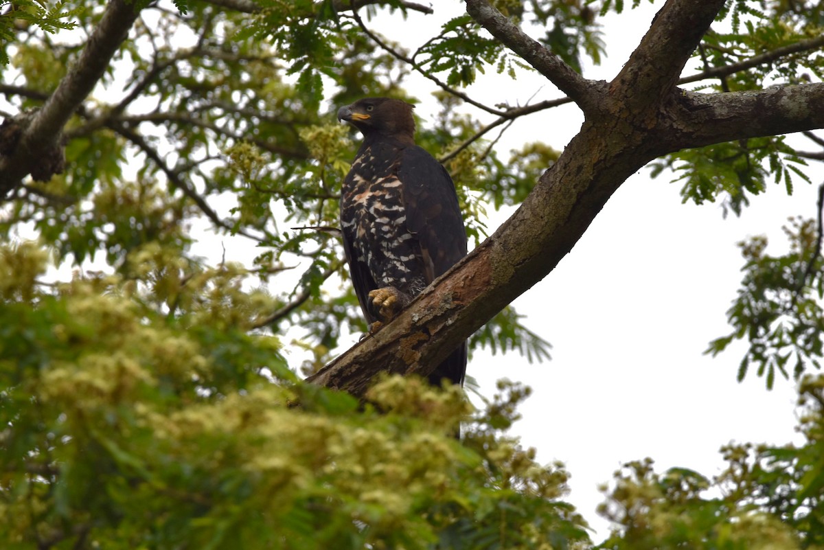 Crowned Eagle - ML643222327