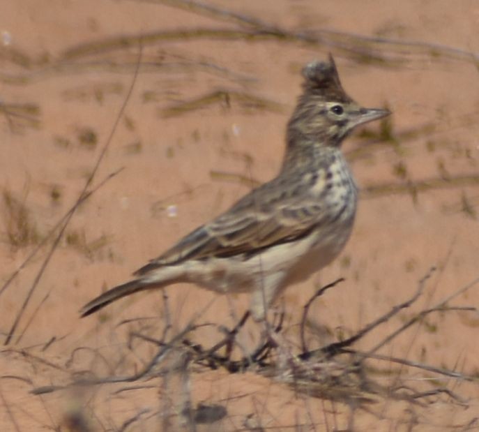 Thekla's Lark - ML643222328