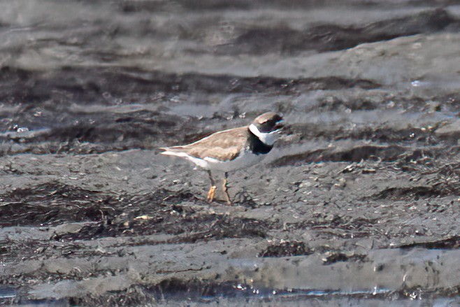 Semipalmated Plover - ML643222329