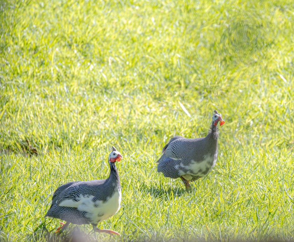 bird sp. - ML643222330