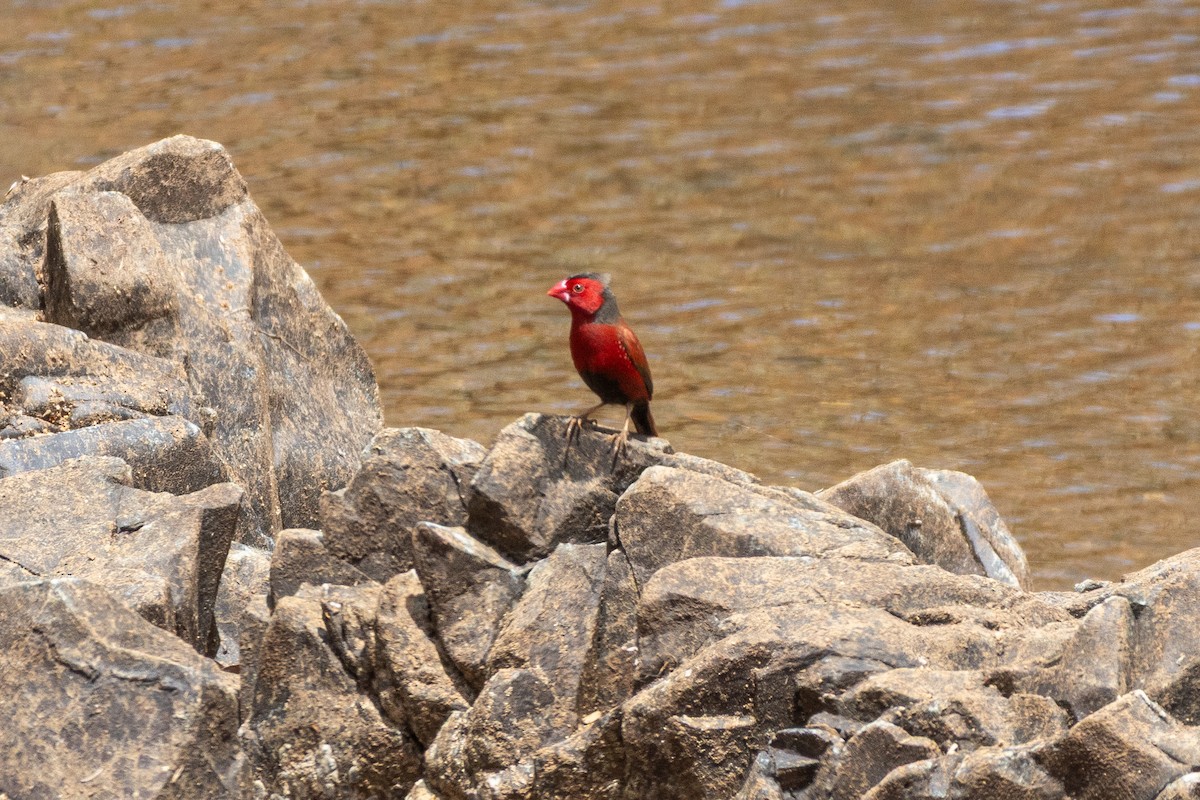Crimson Finch (Black-bellied) - ML643222331