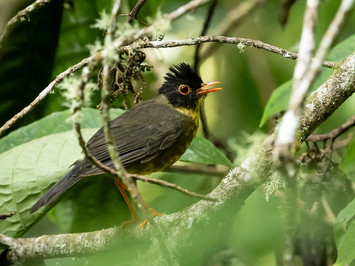 Speckled Nightingale-Thrush - ML643222334