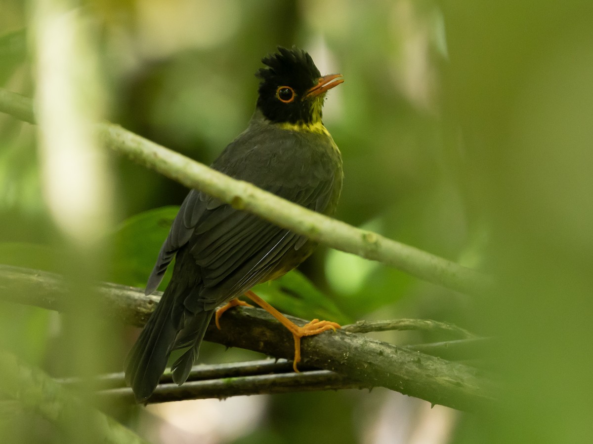 Speckled Nightingale-Thrush - ML643222335
