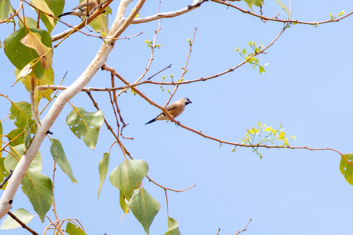 Long-tailed Finch - ML643222336