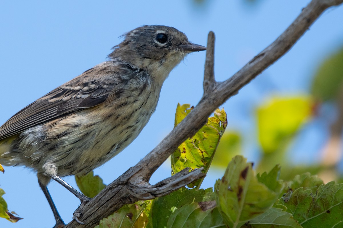 Yellow-rumped Warbler (Myrtle) - ML643222337