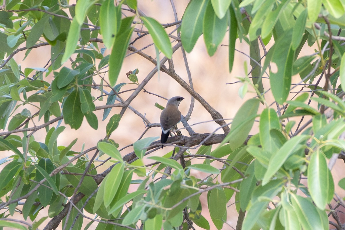 Long-tailed Finch - ML643222339