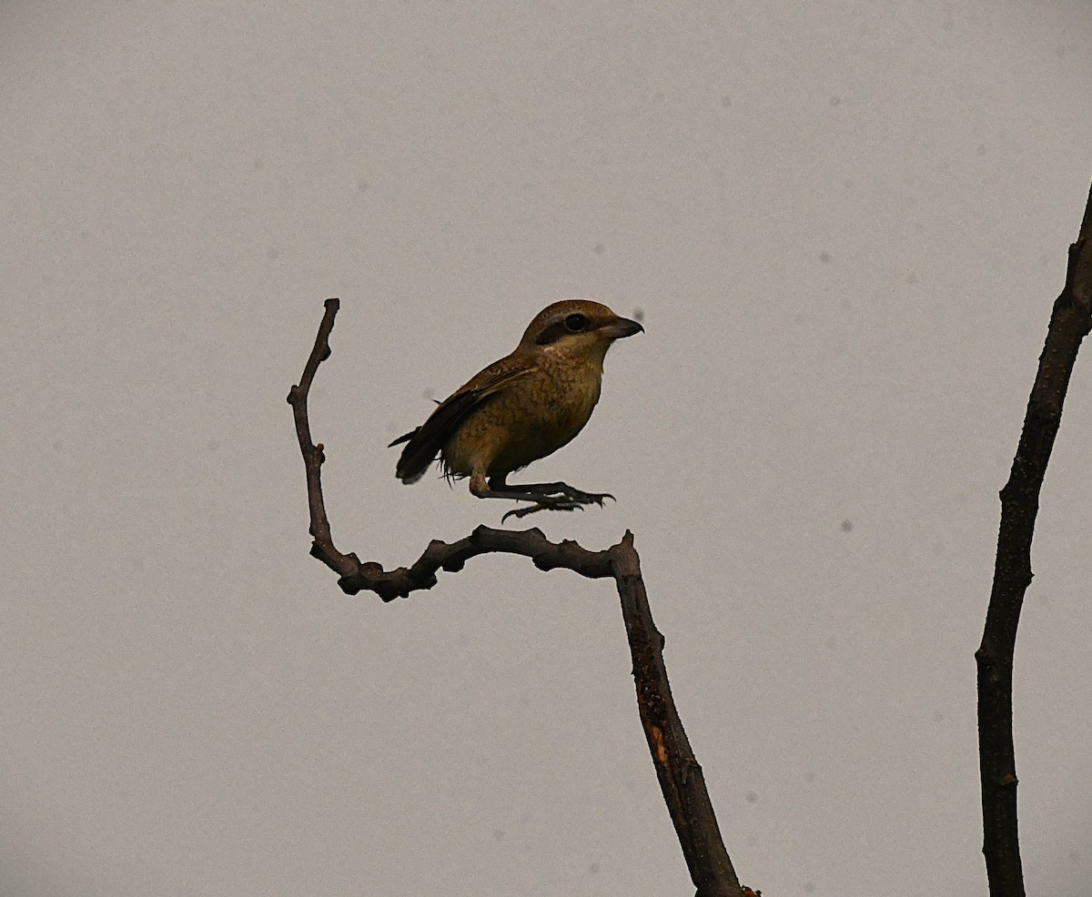 Brown Shrike - ML643222340
