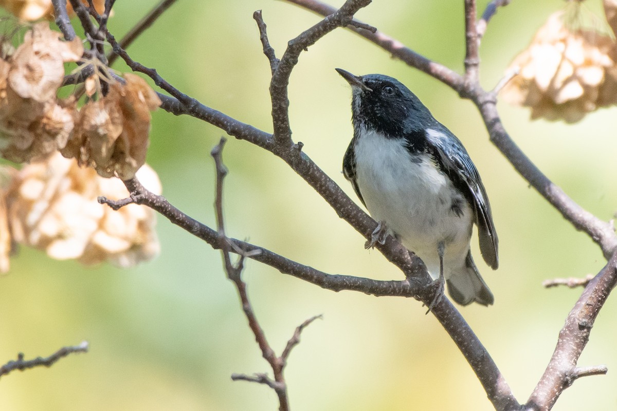Black-throated Blue Warbler - ML643222341