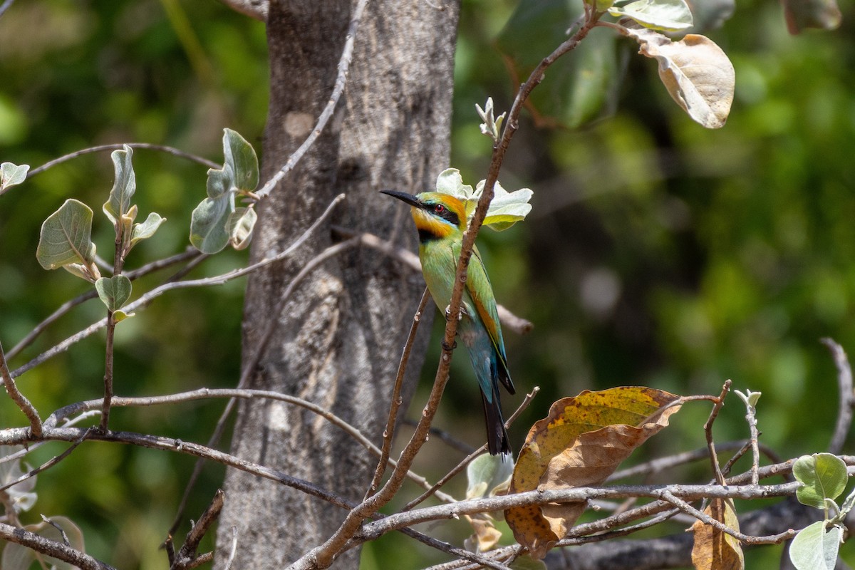 Rainbow Bee-eater - ML643222343