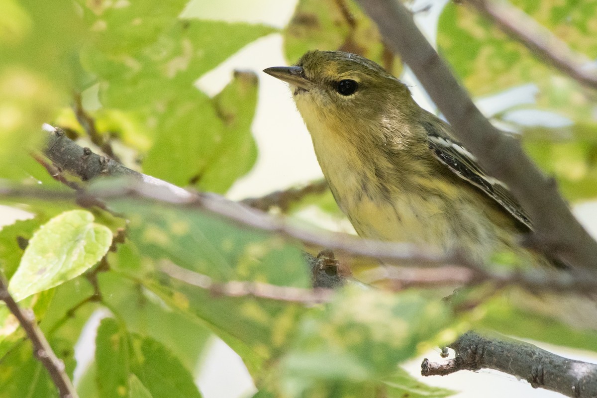 Blackpoll Warbler - ML643222344
