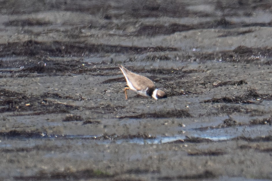 Semipalmated Plover - ML643222355