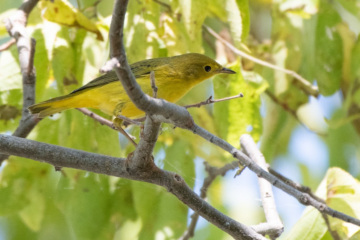 Yellow Warbler - ML643222356