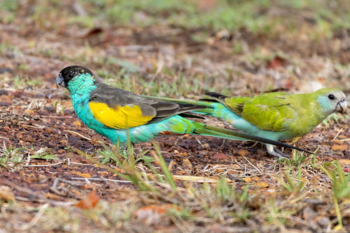 Hooded Parrot - ML643222360