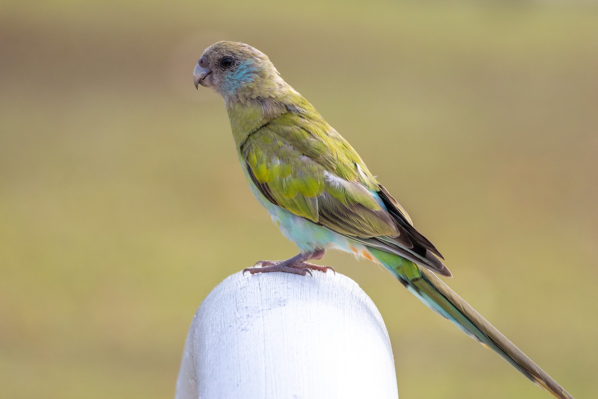 Hooded Parrot - ML643222361