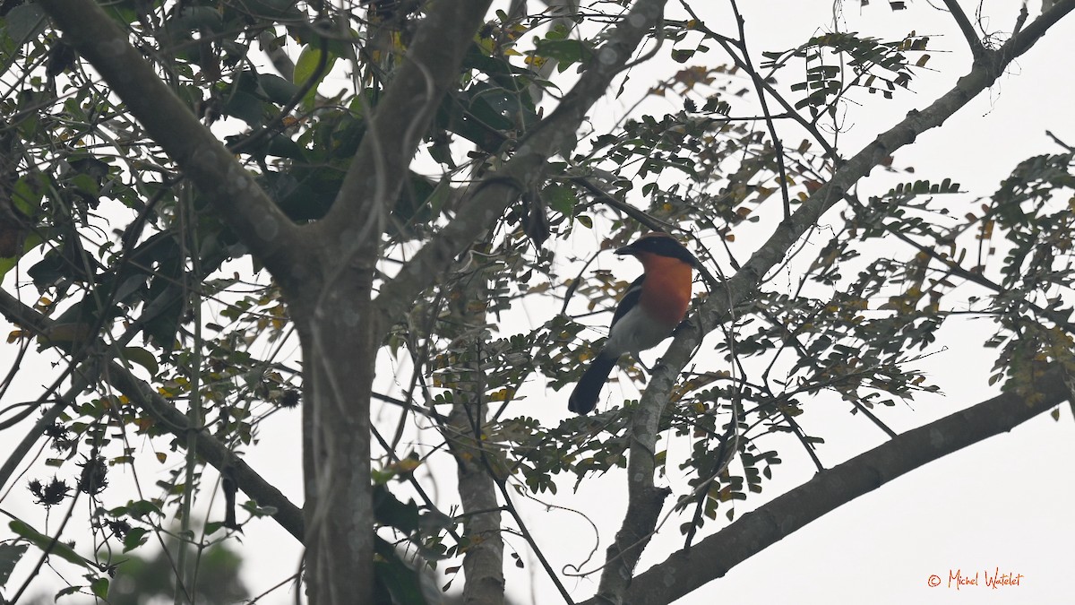 Braun's Bushshrike - ML643222362