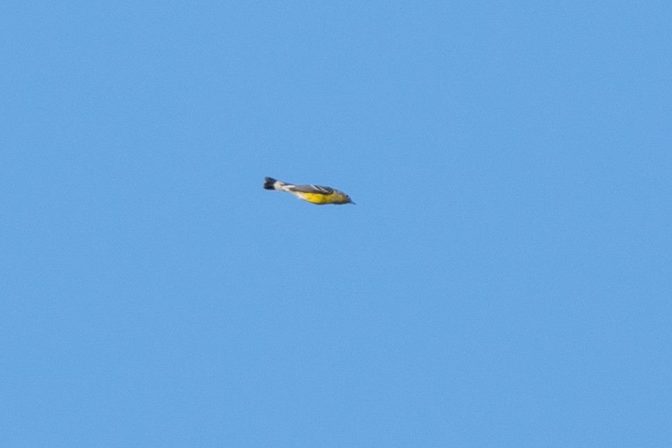 Magnolia Warbler - ML643222363