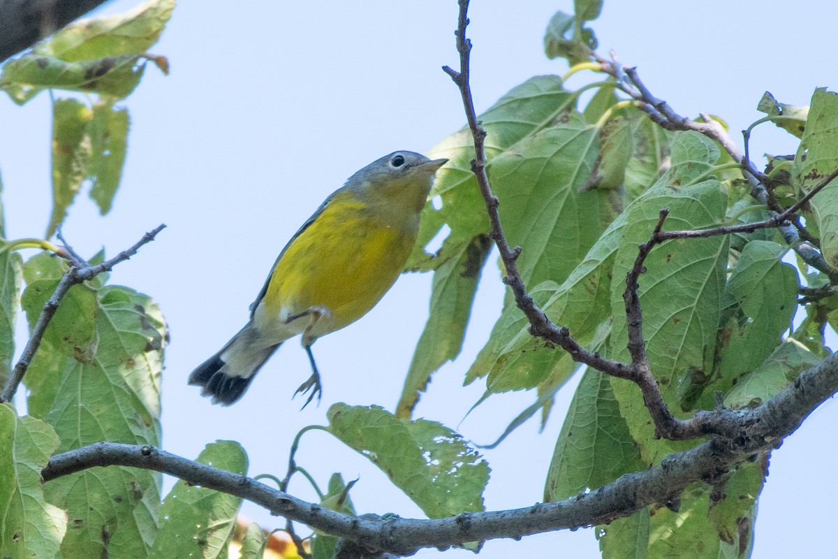 Magnolia Warbler - ML643222366
