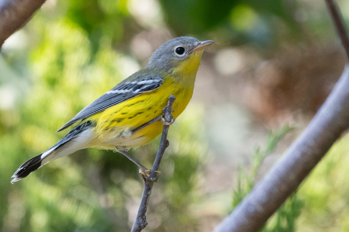 Magnolia Warbler - ML643222367