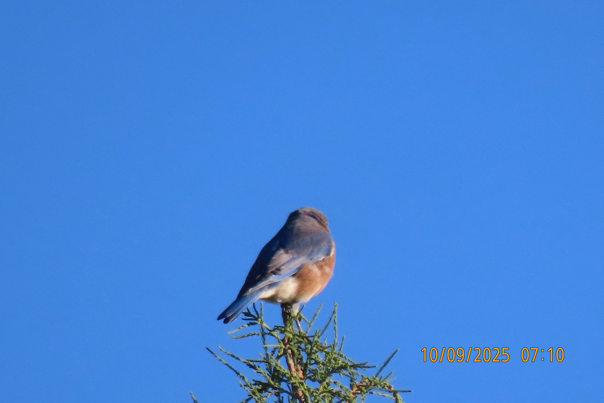Eastern Bluebird - ML643222375