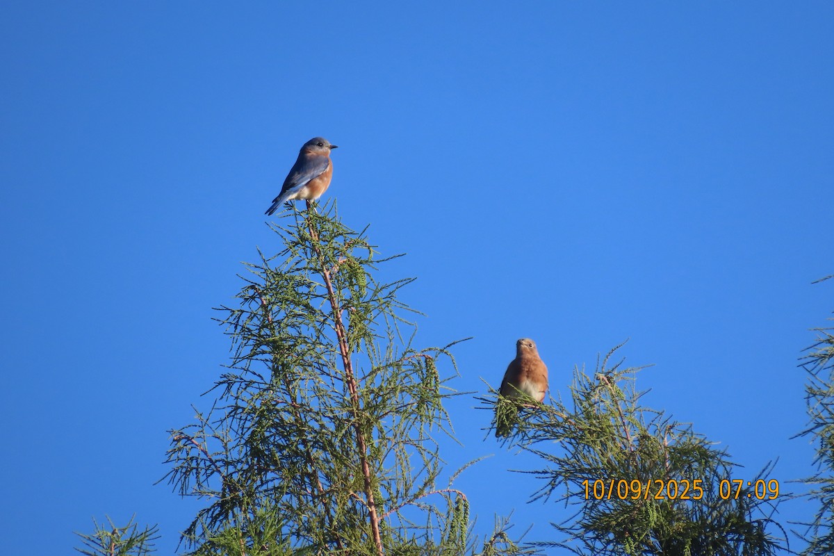 Eastern Bluebird - ML643222376