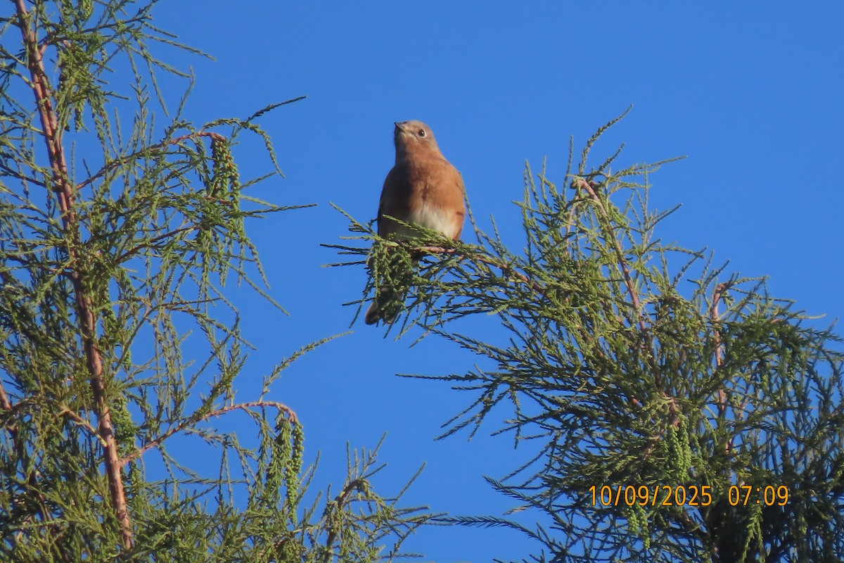 Eastern Bluebird - ML643222377