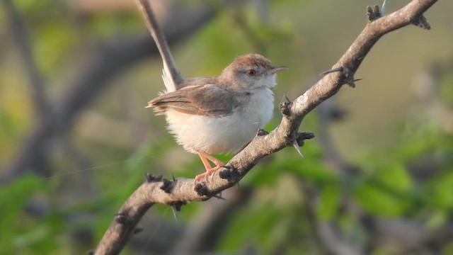 Prinia à front roux - ML643222389
