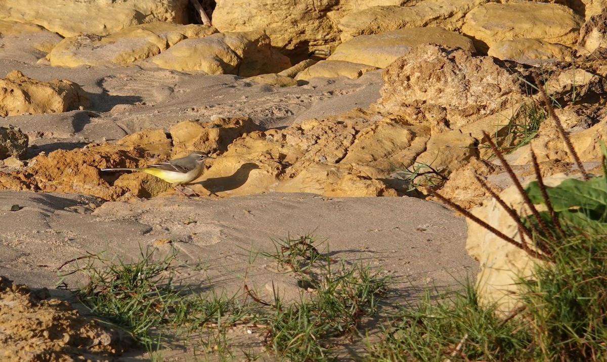 Gray Wagtail - ML643222402