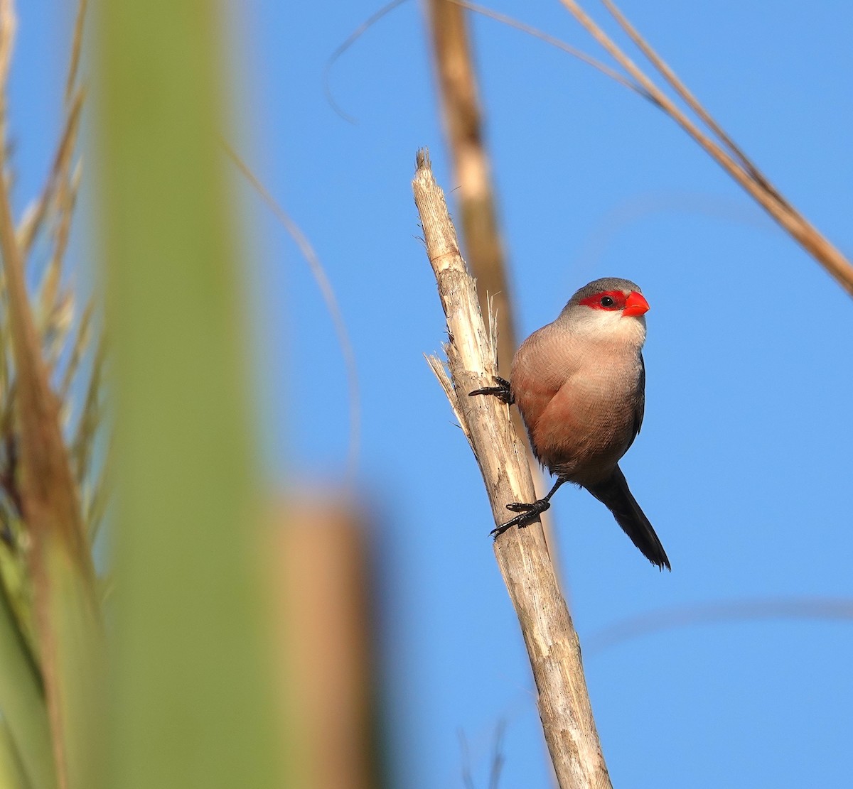 Common Waxbill - ML643222406