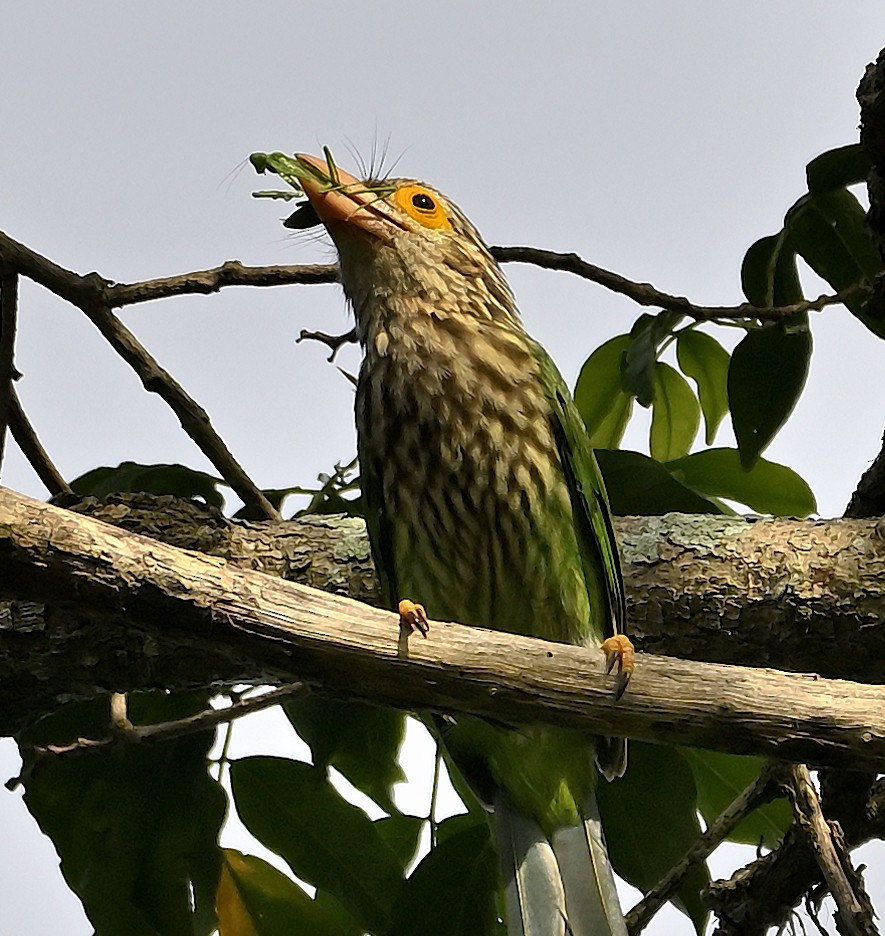 Lineated Barbet - ML643222440